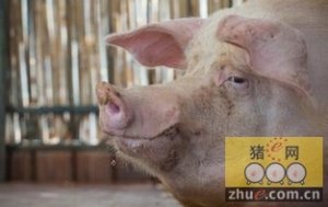 11月生猪产能大幅减少，猪价随终端消费持