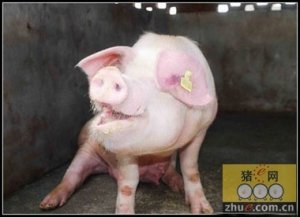 猪场常见细菌性呼吸道疾病的鉴别诊断及防治