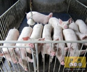 广东江门：7家生猪场入选“省重点”
