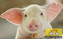 皖南3000养殖户成立养猪联盟 规模效应节约三成成本