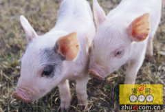 山东：华夏地方猪产业技术创新战略联盟成立