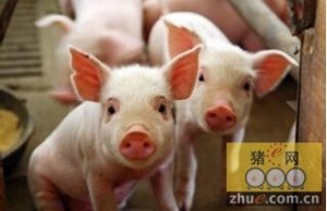 加拿大猪生产商将在2016年继续受益于美元升值