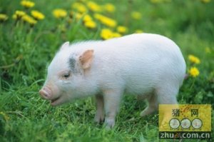 研究：猪的生物钟比人类的快 一周只有5天