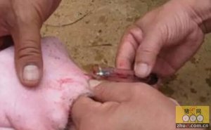 对比分析教给你如何在猪场科学的选用自费疫苗？