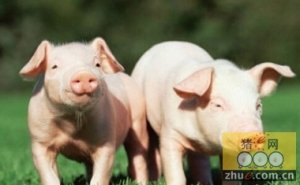 养猪故事：女投资家为何要养种猪？