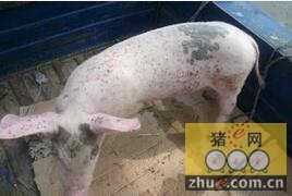 猪2型圆环病毒相关疾病的临床诊断和控制