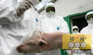 立陶宛新暴发六例非洲猪瘟