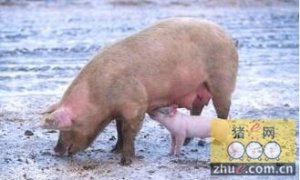 猪的10种细菌性疾病