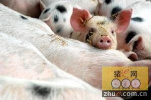 世界动物保护协会：全球报告显示中国企业正逐渐提高对动物福利的关注