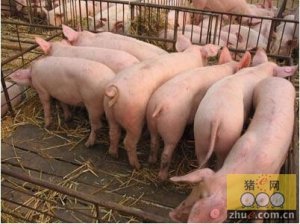 2015年北京市生猪出栏数下降7%