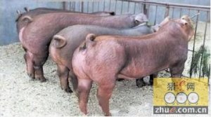 通过基因选择可提高种猪繁殖效率