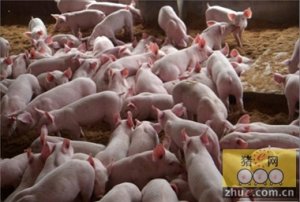 2月第3周生猪监测：养殖场户看好后市 仔猪补栏积极