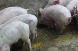 兽医必读：如何合理利用返饲防控猪病毒性腹泻？