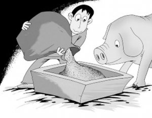 养猪故事：农家汉子的“养猪经”