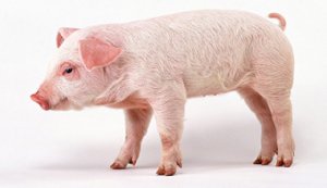改变猪的遗传基因序列 解决致命病毒