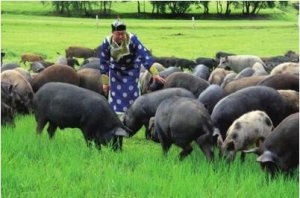 丰富的生活环境可帮助减少种猪斗殴