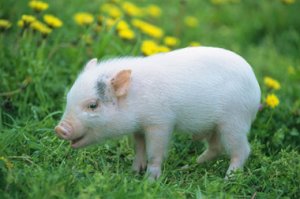 陕西生猪行业提升品种改良是关键