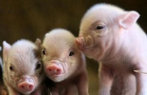 湖南：东江湖退养生猪10万头