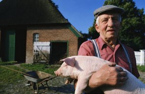 2830万头 2014年德国养猪业居欧盟首位