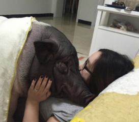 女子养170斤宠物猪 同一被窝睡觉