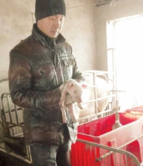 江苏扬州“养猪倌”：带动身边农户一起致富