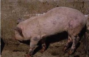 规模化猪场猪疥螨病的有效防治