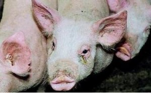 警惕猪传染性萎缩性鼻炎的复发