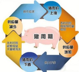 重磅！养殖效率对猪价周期影响分析