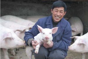 河南站调研报告：母猪补栏未增，仔猪疫情严重