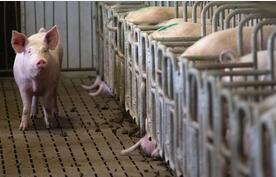 芝加哥商业交易所（CME）：2015年猪肉行业出口价值量降幅最大