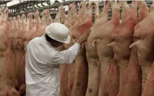 西班牙猪肉出口增长强劲