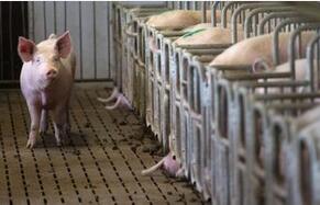 布隆迪圈养猪爆发非洲猪瘟