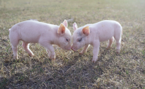 动物卫生机构批评欧盟动物福利法