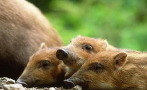 日本枥木县从野猪中检出超标的放射性铯