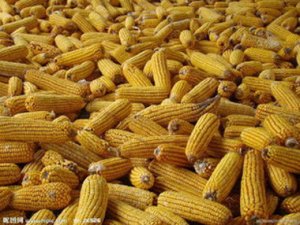 阿根廷挑战美国头号玉米供应国地位
