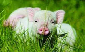 干货！国外提出的绿色养猪在中国如何落地实施