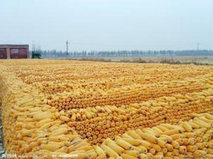 国家收了1亿吨玉米 价格还在跌