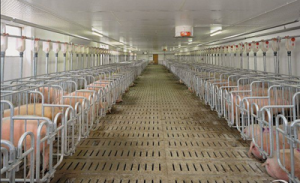 江西南昌市将建10家畜禽养殖标准化示范场