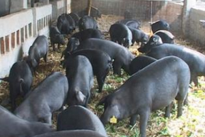 广西百色水产畜牧兽医局帮扶德峨村发展黑猪养殖产业