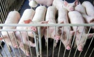 美国：在第二季度总会有某些因素会影响生猪的供应量