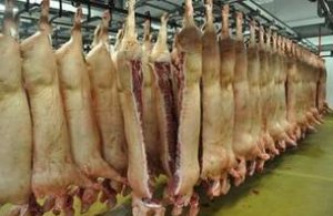 尽管亏损 但欧盟的猪肉产量仍在在增加