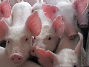湖南道县生猪一体化养殖项目正式启动