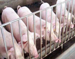 2015年江西省生猪出栏3242.5万头，下降2.5%