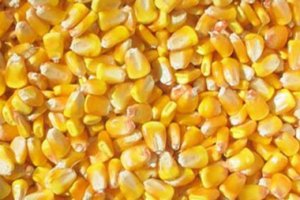 现国内临储玉米2.5亿吨 成本费用630亿元