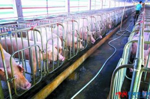 广西西林储备了将近1000头的能繁母猪 保障猪肉供应