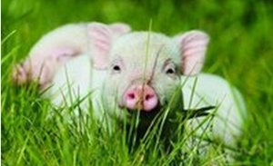 欧洲动物卫生法4月正式生效