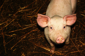 苏格兰生猪供应商大力支持新的生猪健康章程