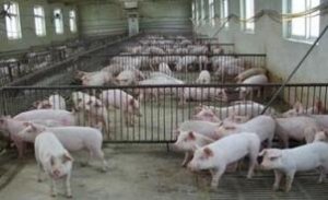 马尼托巴新建育成猪猪舍将增加附加加工价值
