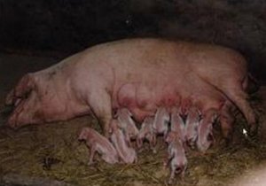 母猪的繁殖障碍综合征研究与分析