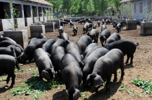 广西：德保发展黑猪养殖助力农民脱贫